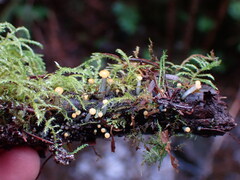 Vibrissea truncorum