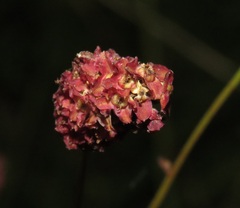 Sanguisorba officinalis