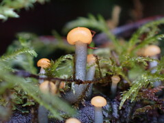 Vibrissea truncorum