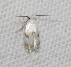 Pseudopostega crepusculella