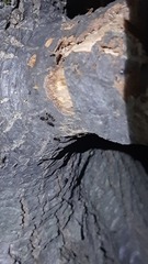 Crematogaster scutellaris