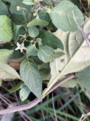 Solanum nigrum