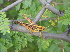 Cyrtacanthacris tatarica