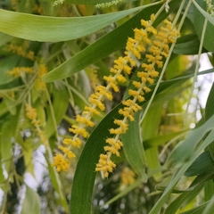 Acacia auriculiformis