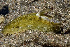 Macroschisma cuspidatum