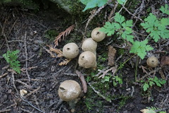 Apioperdon pyriforme