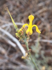 Ehrendorferia chrysantha