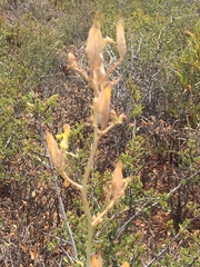 Ehrendorferia chrysantha