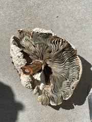 Chlorophyllum molybdites