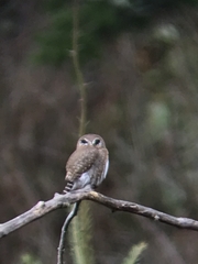 Glaucidium gnoma