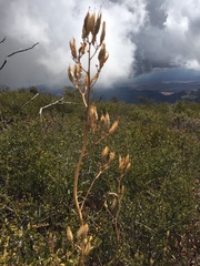 Ehrendorferia chrysantha
