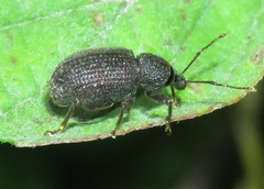 Otiorhynchus rugosostriatus