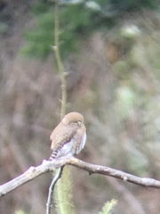 Glaucidium gnoma