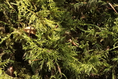 Thuidium tamariscinum