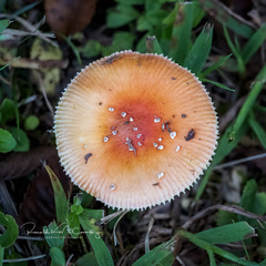 Amanita parcivolvata