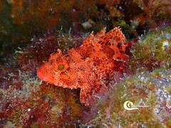 Scorpaena maderensis