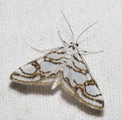 Nymphula nitidulata