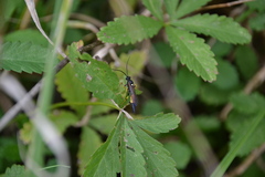 Ichneumon xanthorius