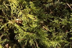Thuidium tamariscinum