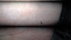 Ponerinae