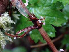 Marasmius epiphyllus