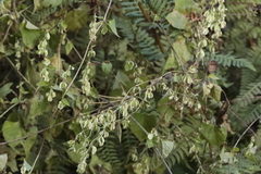Fallopia dumetorum