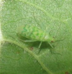 Malacocoris chlorizans
