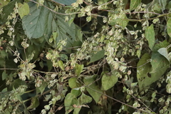 Fallopia dumetorum