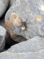 Pardosa groenlandica