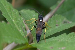 Ichneumon xanthorius