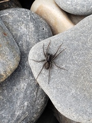 Pardosa groenlandica