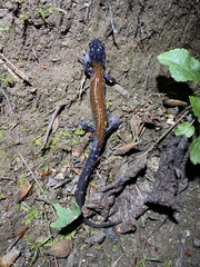 Plethodon yonahlossee