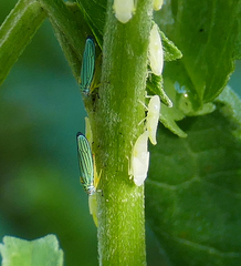 Graphocephala atropunctata