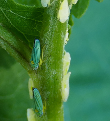 Graphocephala atropunctata