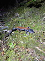 Plethodon yonahlossee