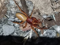 Dysdera crocata