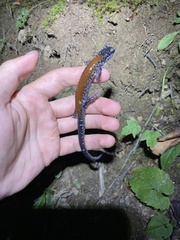 Plethodon yonahlossee