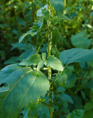 Graphocephala atropunctata