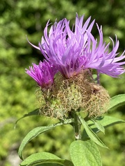 Centaurea phrygia