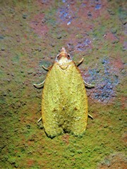 Sparganothis distincta