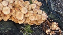 Kuehneromyces