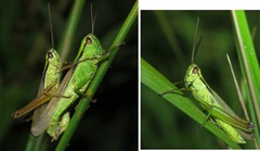 Mecostethus parapleurus