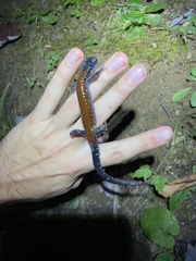 Plethodon yonahlossee