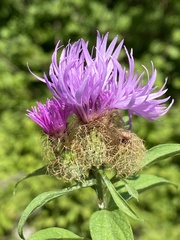 Centaurea phrygia