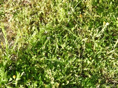 Hordeum murinum leporinum