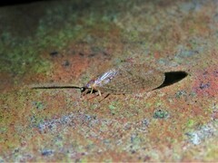 Hemerobius