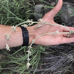 Froelichia arizonica