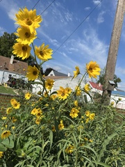 Helianthus maximiliani