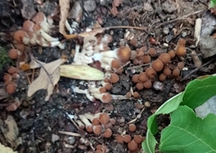 Coprinellus micaceus