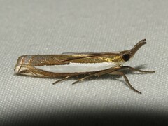 Crambus leachellus